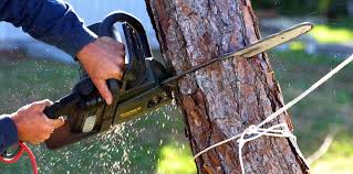 Best Tree Maintenance Programs  in USA